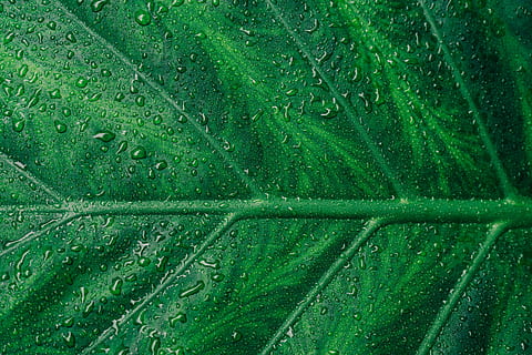 gotes d’aigua, verd, full, sense títol, rosada, botànica, línia, aigua, textura, tija, humit, jardí, naturalesa, botànic, vena de la fulla, color verd, marc complet, fons, cap gent, tirar, patró, primer pla, dia, creixement, planta, bellesa a la natura, pluja, part de la planta, vista d’angle alt, a l'aire lliure, temporada de pluges, gota de pluja, puresa, 5K, CC0, domini públic, lliure de regalies