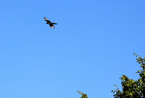 elster, vol, arbre, cel, blau, volant, vista d’angle baix, cel clar, ocell, temes d'animals, animal, vertebrats, fauna animal, animals a la natura, un animal, ales separades, a l'aire, planta, còpia espai, dia, naturalesa, cap gent, a l'aire lliure, directament a sota, 5K, CC0, domini públic, lliure de regalies