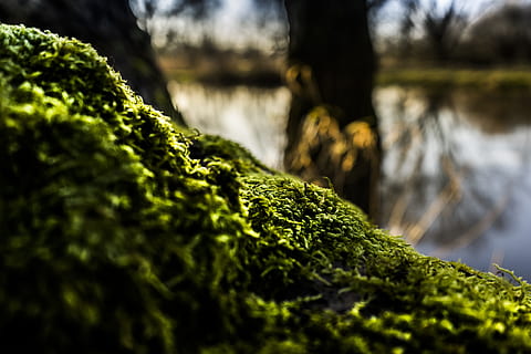 flach, Fokus, Grün, Moos, verwischen, Umgebung, fallen, Flora, Gras, Wachstum, See, Landschaft, Licht, Mutter Natur, draußen, Park, Schilf, Fluss, Jahreszeit, Sommer-, Reise, Baum, Wasser, Holz, Pflanze, grüne Farbe, selektiver Fokus, Natur, Tag, Land, eine Person, Nahansicht, Baumstamm, menschliches Körperteil, Kofferraum, Körperteil, Abdeckung, 5K, CC0, gemeinfrei, lizenzfrei