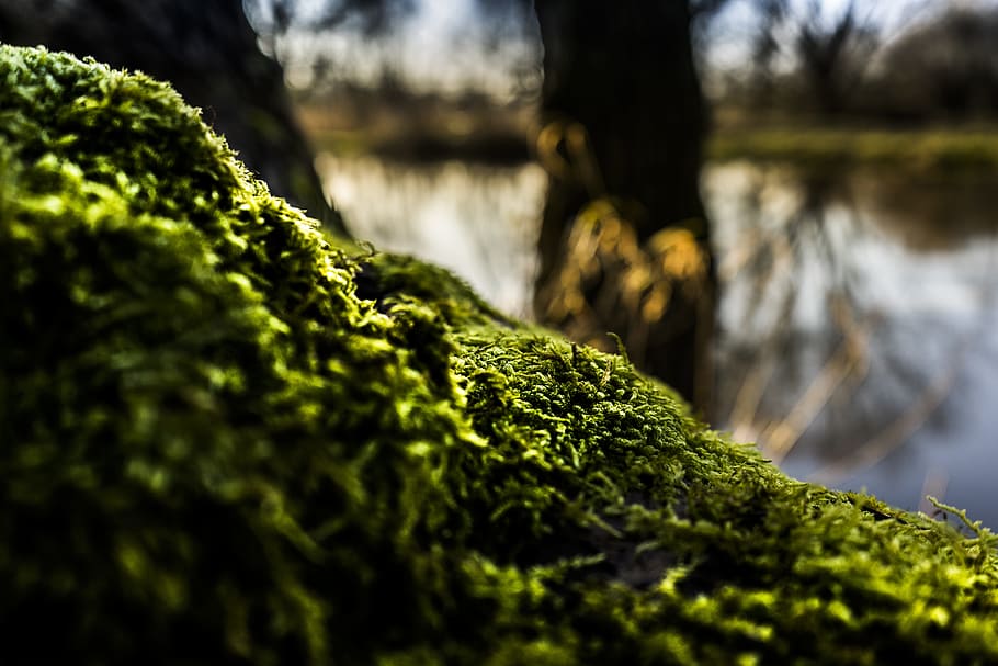 poc profund, focus, verd, molsa, borrós, medi ambient, caure, flora, herba, creixement, llac, paisatge, llum, naturalesa, a l'aire lliure, parc, canya, riu, temporada, estiu, viatjar, arbre, aigua, fusta, planta, color verd, enfocament selectiu, dia, terra, una persona, primer pla, tronc de l'arbre, part del cos humà, tronc, part del cos, cobertura, 5K