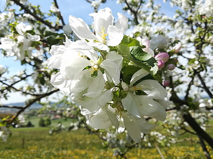 blomst, tre, gren, eple, blomstrende plante, anlegg, skjørhet, sårbarhet, vekst, friskhet, hvit farge, skjønnhet i naturen, petal, nærbilde, fokusere på forgrunnen, natur, dag, blomstre, våren, sollys, ingen folk, blomsterhodet, kirsebærblomst, utendørs, pollen, kirsebærtre, vår, 4K, CC0, offentlig domene, opphavsrett gratis