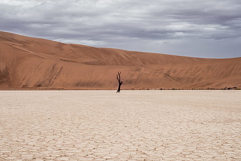 marrón, árbol, seco, suelo, tiempo de día, negro, desnudo, medio, Desierto, árbol muerto, tierra seca, colina marrón, nublado, cielo, arena, tierra, naturaleza, paisaje, Duna de arena, nadie, día, escena tranquila, scenics, clima árido, al aire libre, paisajes - naturaleza, clima, una persona, escena no urbana, ambiente, tranquilidad, belleza en la naturaleza, nube - cielo, hombres, remoto, gente real, brazo humano, brazos levantados, 5K, CC0, dominio público, libre de derechos