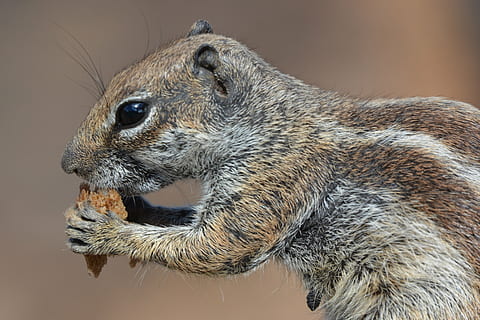 Eichhörnchen, Ziesel, Tier, Streifenhörnchen, Lebensmittel, Tierthemen, ein Tier, Tierwelt, Säugetier, Tiere in freier Wildbahn, Nahansicht, keine Leute, Tierkörperteil, Wirbeltier, Nagetier, Fokus auf den Vordergrund, Seitenansicht, Tierkopf, Porträt, Wegschauen, Profilansicht, suchen, Natur, Whisker, Mund offen, Tierauge, Tiermund, 4K, CC0, gemeinfrei, lizenzfrei
