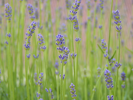 foto macroshot, porpra, flors, foto, espígol, violeta, tancar, flor silvestre, petita flor, flor, planta, naturalesa, creixement, color verd, planta amb flors, bellesa a la natura, frescor, fragilitat, vulnerabilitat, primer pla, camp, terra, cap gent, fons, enfocament selectiu, marc complet, invertebrat, a l'aire lliure, cap de flor, jardí ornamental, papallona - insecte, petit, 4K, CC0, domini públic, lliure de regalies