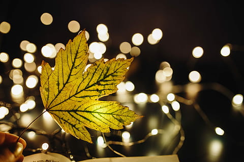 making, fairy, lights, Magic, Fairy Lights, time, decoration, bokeh, leaf, backgrounds, gold Colored, nature, close-up, season, autumn, yellow, defocused, no people, illuminated, night, plant part, focus on foreground, light - natural phenomenon, change, outdoors, plant, selective focus, lighting equipment, leaves, tree, city, lens flare, 5K
