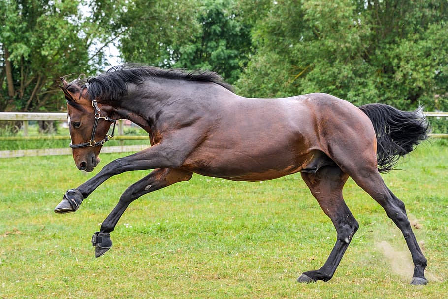 Brun, sort, hest, sparke, græs, sort hest, løb, Spille, præ, dyr, hingst, udendørs, natur, hoppe, fuldblodshest, pattedyr, manke, gård, landlige scene, ranch, husdyr, sidebillede, dyre temaer, plante, dyreliv, indenlandske, kæledyr, hvirveldyr, jord, Mark, træ, dag, fuld længde, grøn farve, planteædende, ingen mennesker, 5K
