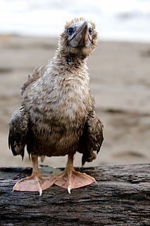 selettivo, fotografia a fuoco, bianca, nero, anatra, tronco, Marrone, uccello, registro degli alberi, un animale, animale, temi animali, vertebrato, concentrarsi sulle conoscenze acquisite, giorno, animali allo stato selvatico, nessuno, fauna selvatica, terra, natura, legno - materiale, ritratto, avvicinamento, lunghezza intera, mammifero, analizzare, cercare, guardare, guardando la fotocamera, spiaggia, 2K, CC0, dominio pubblico, privo di copyright