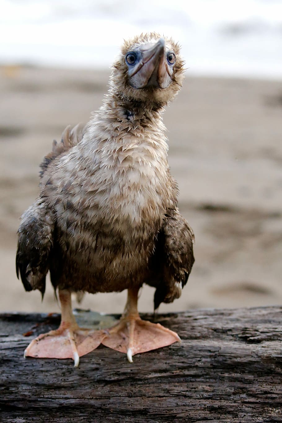 selettivo, fotografia a fuoco, bianca, nero, anatra, tronco, Marrone, uccello, registro degli alberi, un animale, animale, temi animali, vertebrato, concentrarsi sulle conoscenze acquisite, giorno, animali allo stato selvatico, nessuno, fauna selvatica, terra, natura, legno - materiale, ritratto, avvicinamento, lunghezza intera, mammifero, analizzare, cercare, guardare, guardando la fotocamera, spiaggia, 2K