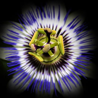 passiflora, žiedas, žydi, Uždaryti, aistra gėlė, pobūdį, augalų, egzotiškas, pūlingas, aistra gėlių augalas, aistros vaisiai, gėlė, mėlyna aistra gėlė, violetinė, balta, passiflora caerulea, alpinistas, egzotinių gėlių, antspaudas, botanika, passifloraceae, sodas, žydintys augalai, pažeidžiamumas, žiedlapis, trapumas, gėlių galva, žiedynas, šviežumas, grožis gamtoje, žiedadulkių, Iš arti, augimą, nėra žmonių, ekstremalus artumas, juodas fonas, pavasarį, 2K, CC0, Viešasis domenas, nemokamai