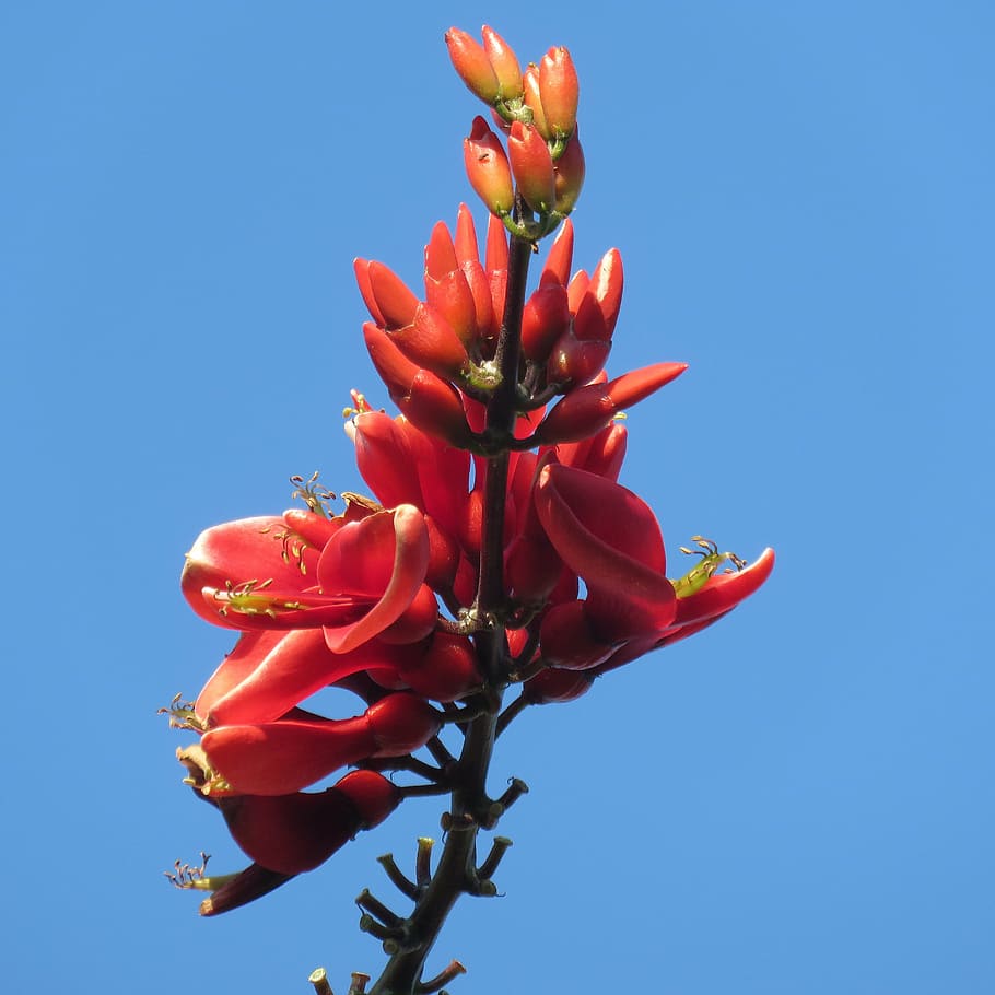vermell, flor, blau, cel, naturalesa, floral, primavera, planta, estiu, color, colorit, florir, brillant, florint, vibrant, temporada, fresc, botànica, botànic, australià, nadiu, grevillea, cel clar, cap gent, vista d’angle baix, dia, frescor, creixement, primer pla, menjar i beguda, a l'aire lliure, menjar, fruita, planta amb flors, llum solar, bellesa a la natura, 2K