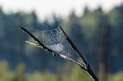 selektiv, fokus fotografie, Spinnennetz, Ast, Huka, Netzwerk, Natur, schließen, morgentau, Tautropfen, Tau, tropfen, Wassertropfen, Makro, Feuchtigkeit, funkeln, gespannte Netzwerke, Pflanze, Fokus auf den Vordergrund, Tierthemen, Nahansicht, Tier, ein Tier, keine Leute, Tierwelt, Tiere in freier Wildbahn, Tag, wirbellos, Zerbrechlichkeit, Insekt, Schönheit in der Natur, Verletzlichkeit, draußen, Baum, Land, 2K, CC0, gemeinfrei, lizenzfrei