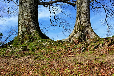 Baumwurzel, Natur, bewachsen, Log, Baum, Wurzel, Buche, Na sicher, Herbst, Stamm, alt, Blätter, natürliche Energie, verwurzelt, Baumstamm, keine Leute, szenen, Tag, Pflanze, Land, Kofferraum, Ruhe, Himmel, Wald, Szenen - Natur, ruhige Szene, Feld, Schönheit in der Natur, Wachstum, Nicht-städtische Szene, draußen, Ast, Umgebung, 5K, CC0, gemeinfrei, lizenzfrei