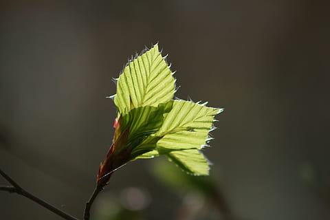 nature, leaf, plant, tree, growth, beech, plant part, beauty in nature, close-up, green color, focus on foreground, no people, outdoors, day, twig, selective focus, vulnerability, sunlight, fragility, freshness, plant stem, beginnings, flower, 4K, CC0, public domain, royalty free