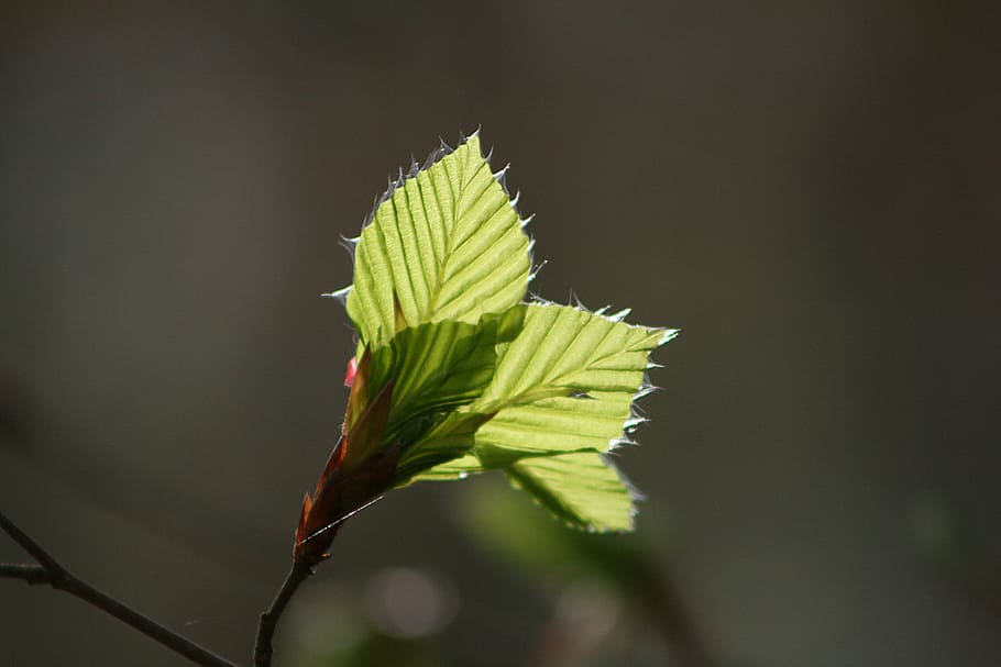 nature, leaf, plant, tree, growth, beech, plant part, beauty in nature, close-up, green color, focus on foreground, no people, outdoors, day, twig, selective focus, vulnerability, sunlight, fragility, freshness, plant stem, beginnings, flower, 4K