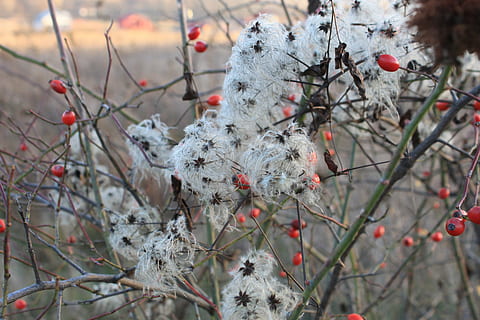 Bart, Klematis, Blumen, flauschige, Mann, alt, vitalba, Pflanzen, Natur, Ast, Winter, Jahreszeit, Baum, Frost, rot, Pflanze, kalte Temperatur, Schnee, Fokus auf den Vordergrund, Nahansicht, keine Leute, Tag, Lebensmittel, Wachstum, Obst, Schönheit in der Natur, Essen und Trinken, gefroren, Ruhe, weiße Farbe, draußen, 2K, CC0, gemeinfrei, lizenzfrei
