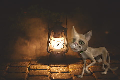 gat, llum de recanvi, il·luminació, humor, fanal, oli, llum antiga, nit, llum, paret, animal, temes d'animals, mamífer, nacional, mascotes, animals domèstics, un animal, gat domèstic, felí, il·luminat, cap gent, vertebrats, funció de construcció de parets, equips d’il·luminació, mirant la càmera, a l'interior, retrat, assegut, llum elèctrica, 1080P, CC0, domini públic, lliure de regalies