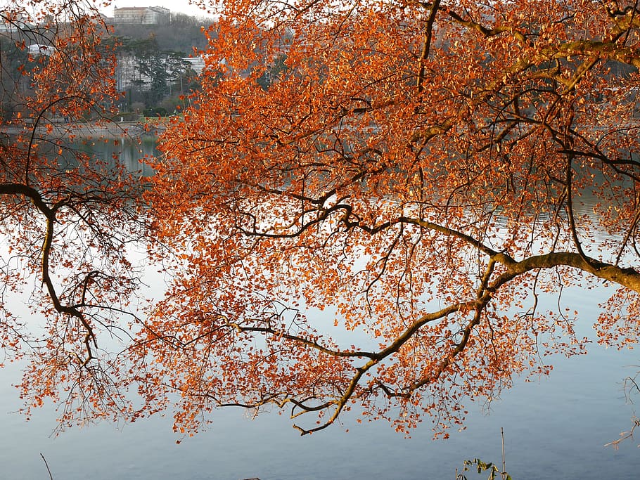 lyon, llac, caure, reflexions, lyon, llac, arbre, tardor, naturalesa, bellesa a la natura, branca, a l'aire lliure, planta, canvi, creixement, color taronja, tranquil·litat, cap gent, dia, escenics - natura, vista d’angle baix, escena tranquil·la, cel, aigua, idíl·lic, copa de l'arbre, 4K