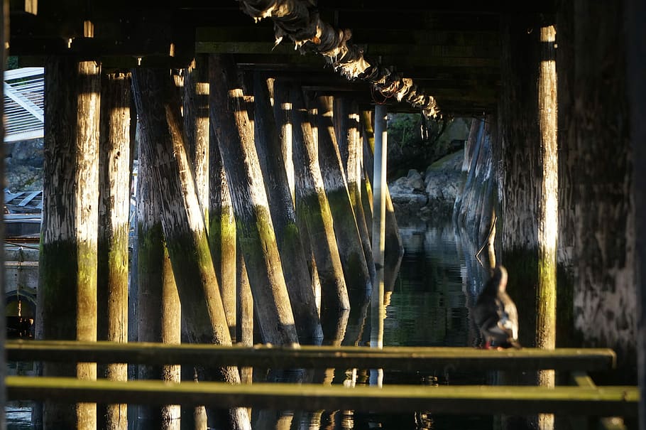 mole, dok, havn, hav, vand, ocean, hav, vand, marina, hober, ingen mennesker, natur, dag, belyst, udendørs, bygget struktur, arkitektur, træ - materiale, rækværk, forbindelse, bevægelse, bro, sollys, flod, afspejling, arkitektoniske kolonne, bro - menneskeskabt struktur, gammel, flyder, 4K