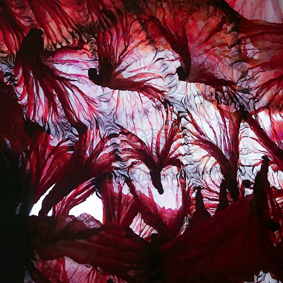 meduses, ballet, vent, vermell, cap gent, primer pla, planta, creixement, naturalesa, dia, bellesa a la natura, arbre, a l'aire lliure, vista d’angle baix, fons, flor, full, planta amb flors, marc complet, branca, tardor, canvi, frescor, fulla d'auró, 5K