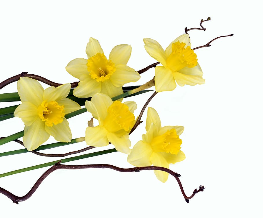 groc, narcisos, primer pla, foto, flors, primavera, tancar, planta, flors de primavera, flors grogues, narcís, naturalesa, jardí, schnittblume, narcissus pseudonarcissus, Pasqua, celebració de Pasqua, planta amb flors, flor, frescor, tir de l'estudi, fragilitat, vulnerabilitat, fons blanc, pètal, bellesa a la natura, cap de flor, inflorescència, a l'interior, cap gent, tallar, creixement, pol·len, arranjament floral, 4K