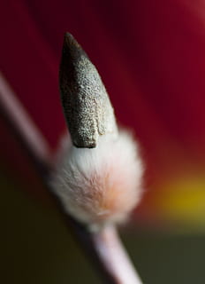 fiore, macro, piacevolmente, avvicinamento, nessuno, rosso, natura, all'aperto, giorno, pianta, bellezza nella natura, messa a fuoco selettiva, concentrarsi sulle conoscenze acquisite, pianta fiorita, freschezza, crescita, vulnerabilità, fragilità, morbidezza, petalo, infiorescenza, 2K, CC0, dominio pubblico, privo di copyright