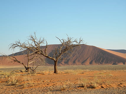 namibia, namib, desert, arbre, mort, sorra, namib, desert, mort, sorra, vermell, dom, solitari, sec, duna, aventura, a l'aire lliure, remot, naukluft, sossusvlei, paisatge, solitud, calenta, cel, blau, àrid, turisme, exploració, Àfrica, naturalesa, paisatges, escenics, llocs de viatges, clima àrid, cap gent, arbre nu, dia, medi ambient, terra, planta, escena tranquil·la, escenics - natura, cel clar, escena no urbana, tranquil·litat, clima, bellesa a la natura, llum solar, planta morta, semiàrid, 2K, CC0, domini públic, lliure de regalies