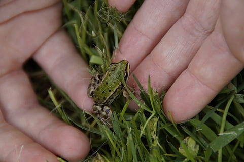 frø, barn, lille, væsen, beskytte, afbestille, miljøbeskyttelse, naturbeskyttelse, omsorg, dyrevelfærd, forår, forsigtig, Advarsel, opmærksomhed, natur, omhyggeligt, beskytte værdi, menneskelig kropsdel, lavt afsnit, en person, menneskelig hånd, mennesker, tæt på, hånd, grøn farve, plante, bedrift, uigenkendelig person, vækst, kropsdel, dag, plante del, blad, finger, rigtige mennesker, udendørs, havearbejde, urt, 5K, CC0, offentligt domæne, royaltyfrie