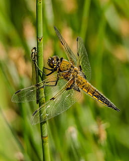 skrzydlaty, owad, przysiadł, roślina, trzon, żółty, Dragonfly perching, Zielony, selektywne skupienie, fotografia, brązowy, ważka, łodyga rośliny, skrzydło, Natura, zwierzę, dzikiej przyrody, skrzydło zwierzęce, zbliżenie, lato, makro, na dworze, zielony kolor, piękno natury, jedno zwierzę, zwierzęta na wolności, tematy zwierzęce, zwierzęca przyroda, bezkręgowy, skupić się na pierwszym planie, dzień, żadnych ludzi, część rośliny, konik polny, oko zwierzęcia, 1080P, CC0, domena publiczna, darmowe zdjęcia