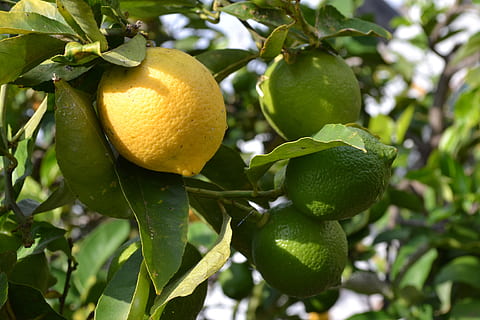 žlutý citron, citrón, list, ovoce, jídlo, rostlinné části, rostlina, Zdravé stravování, jídlo a pití, růst, strom, citrusové ovoce, zelená barva, svěžest, ovocný strom, nikdo, Příroda, blahobyt, zaměřit se na popředí, den, detail, venku, oranžový, zralý, 4K, CC0, veřejná doména, bez autorských práv