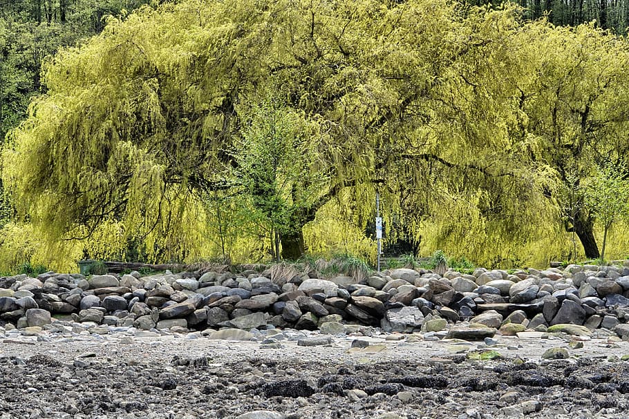 willow tree, vancouver, boom, rock - object, natuur, dag, geen mensen, buitenshuis, rots, solide, fabriek, schoonheid in de natuur, steen - object, groene kleur, kalmte, groei, rustige scène, land-, stack, niet-stedelijke scène, overvloed, idyllisch, stenen muur, kiezelsteen, 4K