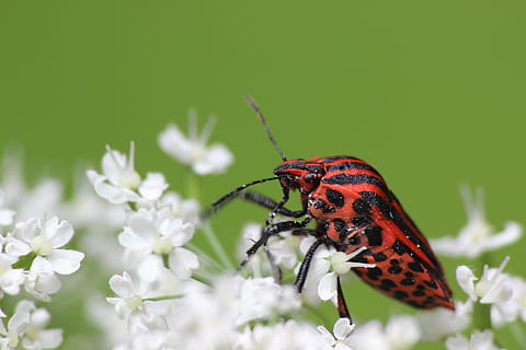 insekt, strimmel, Skov, strip bug, flettet strimmel bug, blomstre, flor, makro, et dyr, natur, dyre temaer, dyr i naturen, dyreliv, dyr, hvirvelløse, blomst, blomstrende plante, sårbarhed, skrøbelighed, plante, tæt på, skønhed i naturen, vækst, ingen mennesker, kronblad, friskhed, dag, dyrefløj, blomsterhoved, udendørs, sommerfugl - insekt, bestøvning, sommerfugl, 5K, CC0, offentligt domæne, royaltyfrie