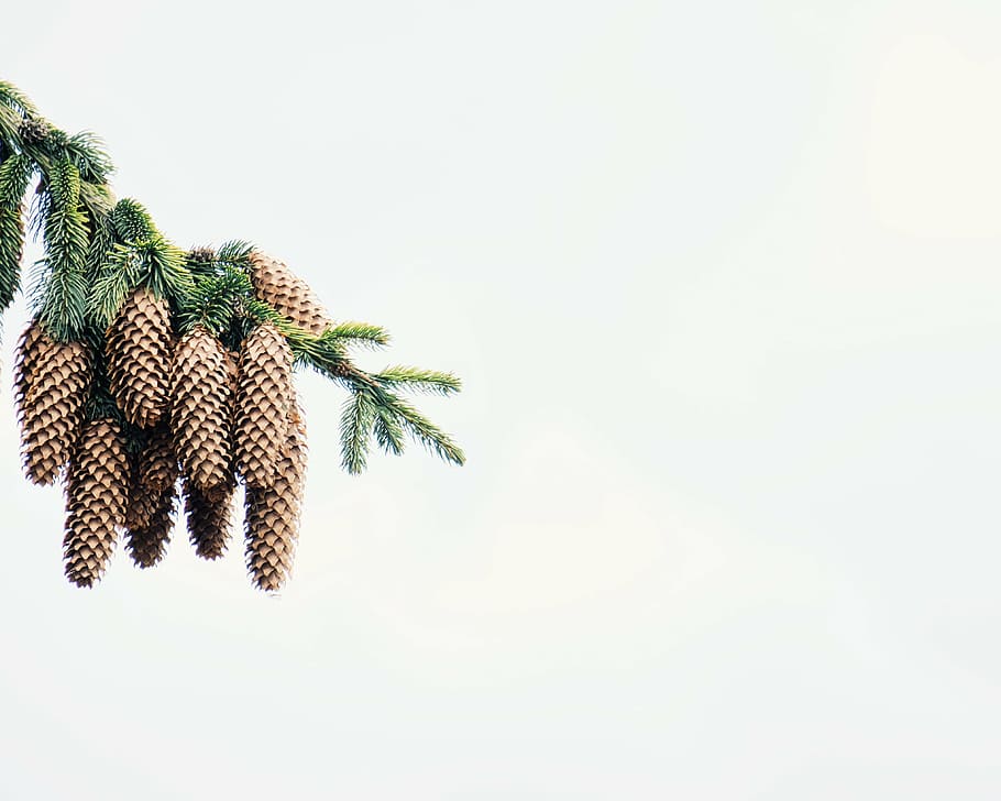 pine cone, white, background, pine, cone, tree, plant, nature, copy space, white background, studio shot, christmas, close-up, no people, christmas decoration, indoors, green color, herbal medicine, decoration, holiday, celebration, pine tree, christmas tree, plant part, leaf, coniferous tree, christmas ornament, fir tree, needle - plant part, 4K