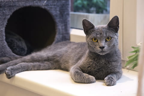 photo, russe, bleu, pose, blanc, surface, chat, minou, chaton, mignonne, maison, mensonge, animal de compagnie, animal, félin, fourrure, national, espiègle, Jeune, chat mignon, duveteux, petit, amour, race, intérieur, gris, chat domestique, animaux domestiques, un animal, thèmes animaux, regarder la caméra, mammifère, relaxation, portrait, à l'intérieur, personne, séance, allongé, meubles, vertébré, moustache, 5K, CC0, domaine public, libre de droits