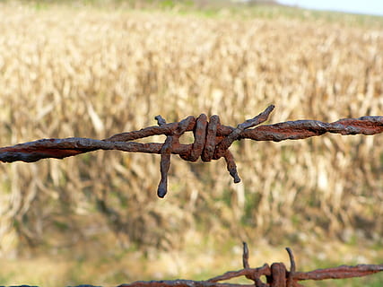 ruginit, maro, barbwire, timpul zilei, fotografie de aproape, sârmă, camp, sârmă ghimpată, gard, natură, protecţie, Siguranță, Securitate, să se concentreze asupra primelor elemente, a închide, metal, nici o persoana, zi, limite, ascuțit, teren, barieră, în aer liber, răsucit, 2K, CC0, domeniu public, fără drepturi de autor