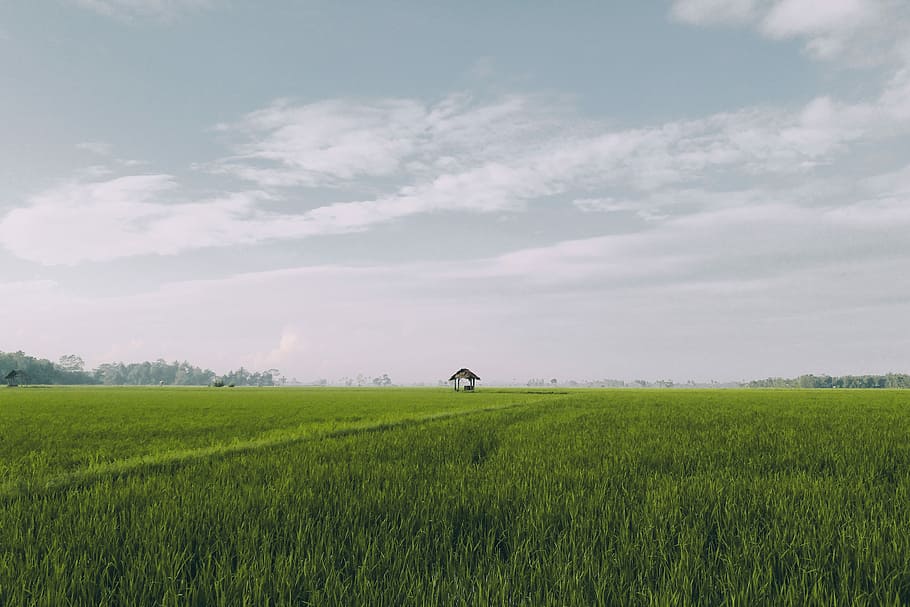 vull, anar, casa, verd, camp de gespa, ennuvolat, blau, cel, herba, camp, prat, plana, rural, paisatge, planta, terra, medi ambient, núvol - cel, agricultura, bellesa a la natura, color verd, escenics - natura, escena tranquil·la, creixement, escena rural, tranquil·litat, dia, naturalesa, granja, cultiu, cap gent, a l'aire lliure, 4K