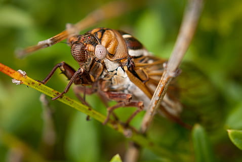 cicala, insetto, macro, natura, temi animali, fauna selvatica, animale, invertebrato, animali allo stato selvatico, un animale, avvicinamento, messa a fuoco selettiva, pianta, parte vegetale, giorno, albero, all'aperto, parte del corpo animale, nessuno, foglia, colore verde, artropodo, occhio animale, 2K, CC0, dominio pubblico, privo di copyright