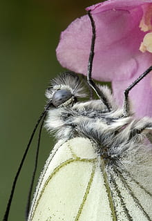 mariposa, cerrar, Mac, insecto, naturaleza, ala, antenas, verano, de cerca, flor, nadie, belleza en la naturaleza, día, al aire libre, fragilidad, frescura, cabeza de flor, temas de animales, animal, un animal, planta floreciendo, planta, fauna animal, animales en la naturaleza, centrarse en primer plano, invertebrado, vulnerabilidad, inflorescencia, crecimiento, pétalo, cabeza de animal, 4K, CC0, dominio público, libre de derechos