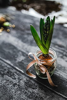 making, little, ornamental, seedling, small, jar, Woman, plant, decoration, ornament, planting, crafting, adornment, leaf, nature, freshness, close-up, wood - Material, green Color, food and drink, indoors, no people, table, food, focus on foreground, plant part, still life, high angle view, day, vegetable, container, herb, 4K