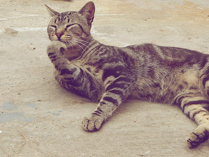 gatto, animale domestico, pensiero, gatto domestico, animale, animali domestici, carina, felino, mammifero, domestico, temi animali, un animale, vertebrato, nessuno, rilassamento, baffo, sdraiarsi, vista dall'alto, seduta, guardando lontano, analizzare, cercare, guardare, lunghezza intera, soriano, 2K, CC0, dominio pubblico, privo di copyright