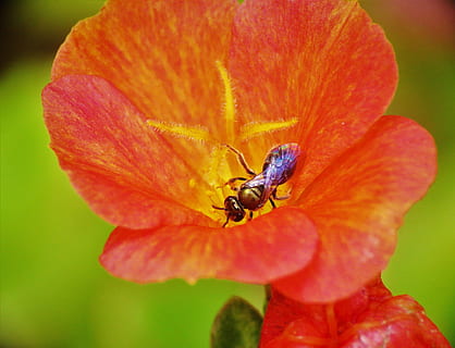 insecte, abella petita, òxid i flor groga, macro, flor, planta amb flors, pètal, fragilitat, planta, bellesa a la natura, vulnerabilitat, frescor, cap de flor, fauna animal, primer pla, creixement, animals a la natura, invertebrat, temes d'animals, animal, inflorescència, un animal, pol·len, cap gent, polinització, a l'aire lliure, 4K, CC0, domini públic, lliure de regalies