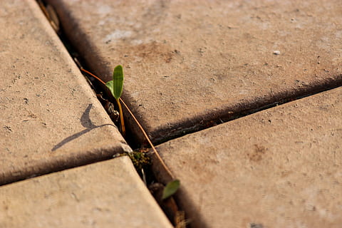 planta verda, pavimentació, brot, creu, patró, pavimentat, verd, planta, crack, full, part de la planta, cap gent, naturalesa, enfocament selectiu, dia, llum solar, primer pla, vista d’angle alt, temes d'animals, animals a la natura, fauna animal, a l'aire lliure, color verd, animal, invertebrat, creixement, un animal, insecte, concret, 2K, CC0, domini públic, lliure de regalies