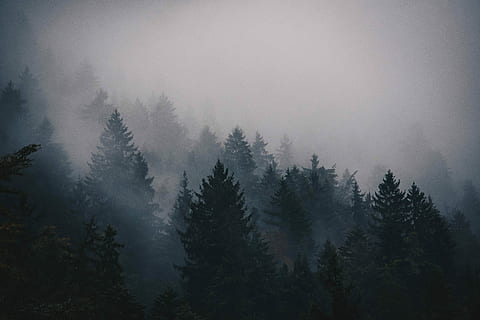 silhuet, fyrretræer foto, Foto, fyrretræer, træ, Sky, tåge, Skov, overskyet, niedleforest, nadelwald, jackscorner, himmel, dal, tåget, bjerg, Mark, plante, skønhed i naturen, ro, scenics - natur, ingen mennesker, natur, rolig scene, jord, ikke-urbane scene, vækst, miljø, dag, udendørs, landskab, fyrretræ, nåletræ, fyrreskov, 4K, CC0, offentligt domæne, royaltyfrie
