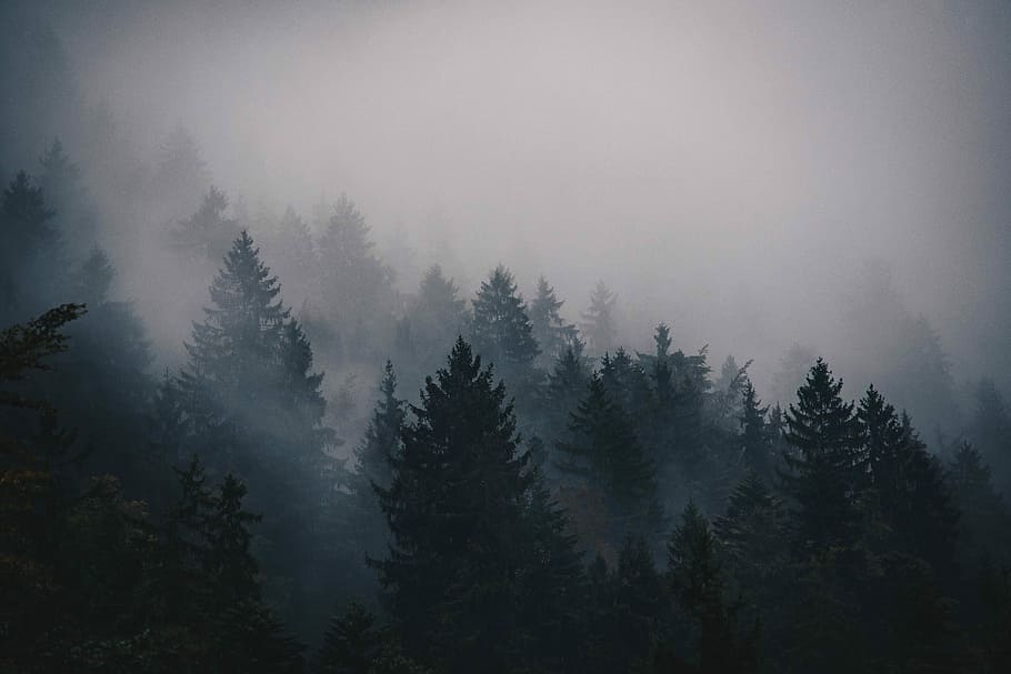 silueta, foto de pins, foto, pins, arbre, núvol, boira, bosc, niedleforest, nadelwald, jackscorner, himmel, vall, muntanya, cel, camp, planta, bellesa a la natura, tranquil·litat, escenics - natura, cap gent, naturalesa, escena tranquil·la, terra, escena no urbana, creixement, medi ambient, dia, a l'aire lliure, paisatge, pi, arbre de coníferes, bosc de pi, 4K