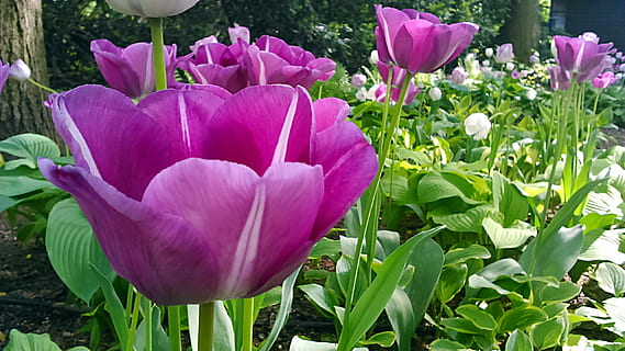 tulipa, flor, primavera, copa, naturalesa, primavera, tassa, de colors, jardí, color rosa, porpra, planta, pètal, planta amb flors, bellesa a la natura, frescor, vulnerabilitat, fragilitat, creixement, primer pla, cap de flor, inflorescència, part de la planta, full, cap gent, color verd, dia, a l'aire lliure, llit de flors, jardineria, 2K, CC0, domini públic, lliure de regalies