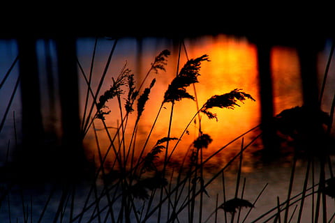 apus de soare, apă, baston, reflecţie, portocale, pod, umbră, siluetă, cer, liniște, plantă, natură, frumusețe în natură, culoare portocalie, scenice - natura, o scenă liniștită, nici o persoana, amurg, întuneric, în aer liber, copac, lac, creştere, 4K, CC0, domeniu public, fără drepturi de autor