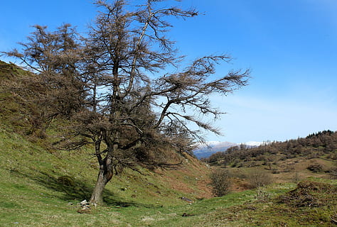 copac, Munte, zăpadă, primăvară, peisaj, natură, cer, deal, albastru, în aer liber, verde, natural, parc, însorit, decor, sezon, pitoresc, iarbă, mediu inconjurator, Cumbria, districtul Lacurilor, zi, scenics, plantă, teren, frumusețe în natură, liniște, scenice - natura, nici o persoana, scenă non-urbană, o scenă liniștită, creştere, cer senin, solid, Brad, conifer, pini de pădure, semi-arid, 4K, CC0, domeniu public, fără drepturi de autor