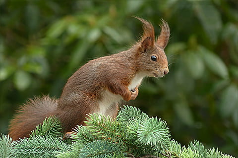 marró, esquirol, de peu, branca, sciurus, rosegador, jardí, alimentació, animal, mamífer, vida salvatge, naturalesa, bonic, pell, esponjós, animals a la natura, bosc, temes d'animals, fauna animal, un animal, vertebrats, vista lateral, centrar-se en primer pla, primer pla, cabell, cap gent, arbre, pèl d’animals, planta, dia, terra, vista del perfil, a l'aire lliure, petit, 2K, CC0, domini públic, lliure de regalies