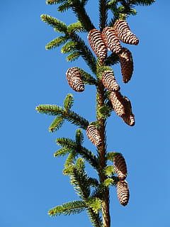 pinjekegler, hanen, træ, nåletræ, fælles gran, picea abies, rød gran, gran, Picea, himmel, plante, lav vinkel visning, vækst, natur, skyfri himmel, blå, dag, ingen mennesker, sollys, udendørs, grøn farve, Palme træ, skønhed i naturen, kopiere plads, blad, tropisk klima, ro, solrig, palmblad, 2K, CC0, offentligt domæne, royaltyfrie