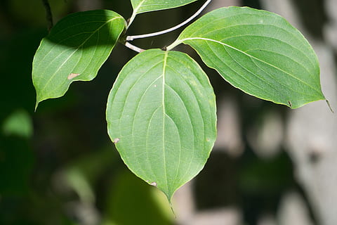 corniolo, foglia, albero, baccello, verde, parte vegetale, pianta, avvicinamento, crescita, colore verde, natura, giorno, bellezza nella natura, concentrarsi sulle conoscenze acquisite, freschezza, nessuno, frutta, all'aperto, cibo, vena fogliare, cibo e bevande, mangiare sano, messa a fuoco selettiva, 2K, CC0, dominio pubblico, privo di copyright