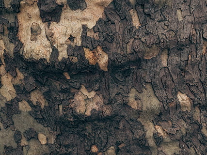 tronco d'albero marrone, legno marrone, struttura, abbaiare, legna, albero, natura, naturale, Marrone, ruvido, aspro, modello, anziano, di legno, bosco, all'aperto, grigiastro, Londra, vecchio, primavera, camuffare, pelle, fotogramma intero, sfondi, nessuno, strutturato, tronco d'albero, direttamente sopra, avvicinamento, tronco, legno - materiale, giorno, solido, roccia, pianta, roccia - oggetto, ceppo, 5K, CC0, dominio pubblico, privo di copyright